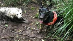 Première mission en solo : un chien de patrouille trouve un chien disparu coincé dans la boue depuis 40 heures