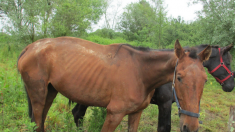 Hérault : deux chevaux à l’abandon suscitent l’émoi des habitants