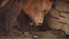 Un jeune ours albanais, libéré après une vie en captivité, trouve l’amour dans les champs de Bulgarie