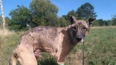 Fudji, un berger allemand aspergé de produit inflammable, est décédé