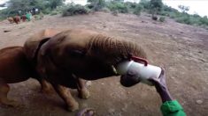 Des hommes soignent des éléphants orphelins et ont un regard très intime sur leur vie – les images sont incroyables