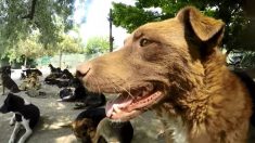 Les 600 chiens de ce refuge ne connaissent pas les cages – ils peuvent jouer ensemble dans un grand espace