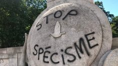 Lille : un monument dédié aux pigeons voyageurs de la 1re Guerre mondiale vandalisé par des militants végans