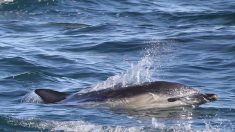 « Zafar » le dauphin en période de reproduction, s’attaque au baigneurs