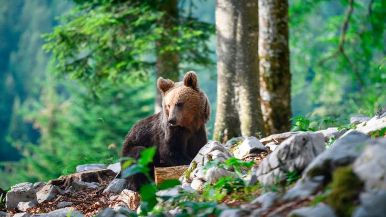 Le 27 juin 2018, un ours explore la forêt au-dessus du petit village de Markovec, en Slovénie. Une fois sur le point de disparaître, la population d'ours bruns slovènes est en plein essor. « 1.000. » Photo JURE MAKOVEC / AFP / Getty Images.