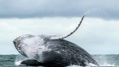Japon : 177 baleines tuées  par les pêcheurs japonais après 3 mois d’expédition