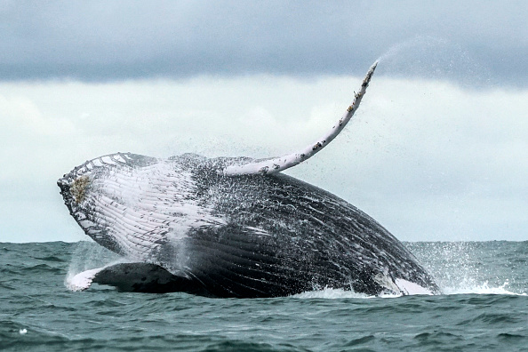 Après 3 mois d'expédition, les pêcheurs japonais ont tué 177 baleines    (Photo : MIGUEL MEDINA/AFP/Getty Images)