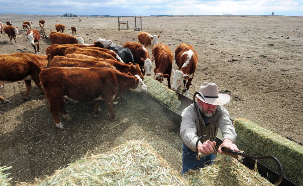 Photo d’un éleveur, qui livre du foin pour nourrir son troupeau de bovins. A cette époque les années précédentes les champs étaient recouverts d'herbe verte luxuriante, mais la sécheresse a réduit les champs à un paysage aride. Photo : FREDERIC J. BROWN / AFP / Getty Images.