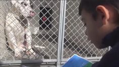 Un pitbull s’est retrouvé dans un abri pour avoir attaqué un chat. Et là, un garçon autiste commence à lui faire la lecture