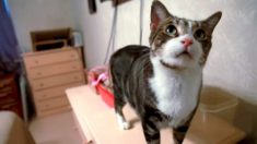 Chat héroïque : un chat miaule frénétiquement pour alerter sa propriétaire d’aller dans la chambre du bébé – « Il a sauvé ma fille »