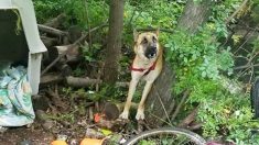 Un chien abandonné attaché à un arbre avec un câble épais ne cesse d’aboyer frénétiquement jusqu’à l’arrivée des secours