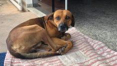 Un chien fidèle a attendu 4 mois après la mort de son propriétaire pour être adopté dans un foyer chaleureux