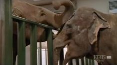 Moment d’intense émotion : deux éléphants de cirque estropiés se retrouvent après 22 ans de séparation