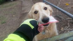 Un facteur affiche une adorable photo d’une chienne golden retriever au talent unique qui livre le courrier à son propriétaire