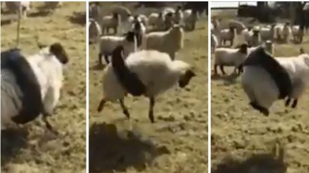 Un petit goût de la ferme sur l’Internet avec la vidéo d’un mouton coincé dans un pneu qui sert de balançoire