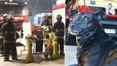Un chien pompier très apprécié meurt à l’âge de 14 ans et reçoit des funérailles honorifiques