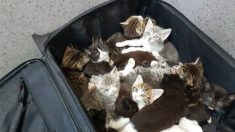 Une infirmière vétérinaire trouve sur le bord de la rue 15 chatons entassés dans une valise avec de minuscules trous d’aération