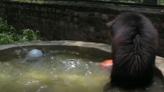 Cet ours a été sauvé après une électrocution en Inde – maintenant il se rafraîchit avec joie dans un bassin