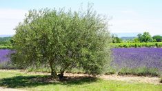 Des touristes agacés par les cigales en Provence !