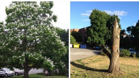 La triste réalité pour les arbres à un moment où nous en avons le plus besoin