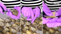Une femme cassait des coquilles d’huîtres quand elle a fait la trouvaille de perles rares, c’est incroyable