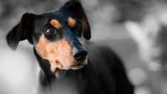 300 euros d’amende pour les propriétaires d’une chienne attachée à leur voiture pendant 25 km