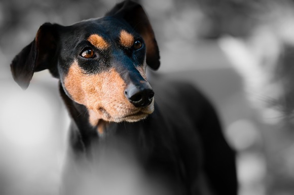 Nikita une chienne de race Pinscher avait été attachée et traînée sur 25 kms. (Photo Pixabay) 
