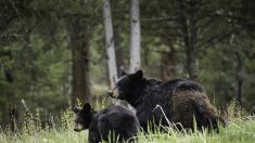 Ariège : un randonneur se trouve face à face avec une ourse et ses trois oursons