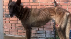 Un chien errant… maltraité… affamé est retrouvé en pleine rue