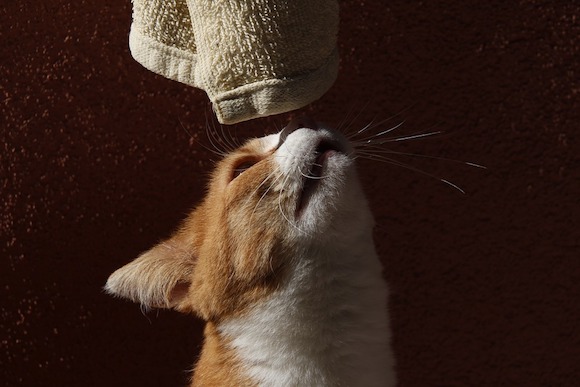 Un chat cleptomane dans le quartier (Photo Pixabay)