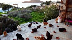 Un job de rêve pour une gardienne de chat sur une île grecque – posté sur un média social, et c’est légal
