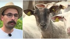 Alsace : un viticulteur laisse tomber ses machines et recrute 50 moutons pour « tondre » ses vignes !