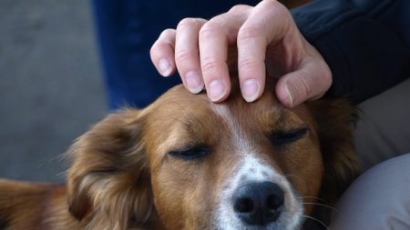 États-Unis : après avoir été léché par un chien, un homme se voit amputé de ses quatre membres