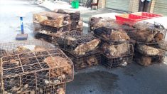 Des chiens en Chine sont kidnappés et vendus comme viande pour la table, mais ces 200 chiens ont été sauvés