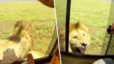 Pendant un safari, des touristes ont une drôle de surprise lorsqu’ils tentent de caresser un lion