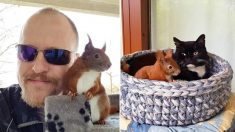Un mignon écureuil roux, sauvé après une énorme chute, se lie d’amitié avec les chats de la maison et devient une sensation en ligne