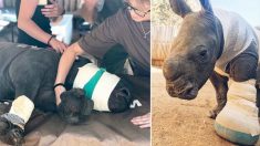 Un bébé rhinocéros courageux qui a essayé de protéger sa mère contre des braconniers devrait se rétablir complètement