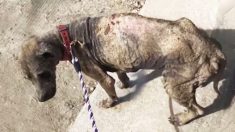 Un chien errant qui ressemblait à une « pierre ambulante » est sauvé par une vacancière pendant son séjour