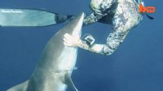 Un plongeur courageux aide un requin en détresse avec un objet pointu dans sa bouche