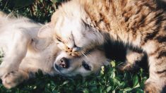 Une chatte vole des chiots nouveau-nés et les prend en charge