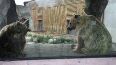 A Dunkerque, deux ours bientôt libérés du zoo !