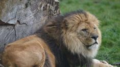 Figaro le lion est décédé, le seul et magnifique mâle du parc de Bellewaerde