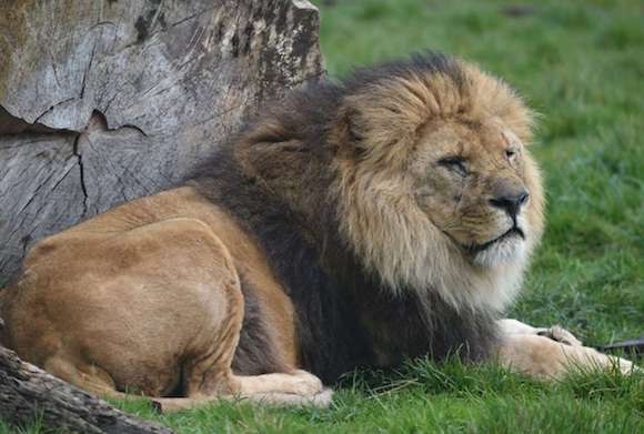 Le lion Figaro est décédé. (Capture d'écran Tweeter@Bellewaerde)