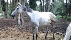 Douze chevaux sauvés de l’abattoir dans l’Ain grâce à un élan de solidarité