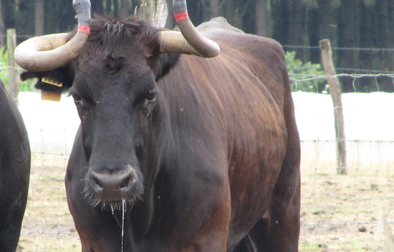 Une vache s'échappe de l'abattoir. (Photo Pixabay)
