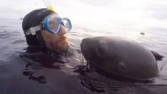 Un lion de mer affectueux insiste pour embrasser ce plongeur devant la caméra