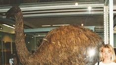 Le Titan de Vorombe remporte le titre de plus gros oiseau du monde