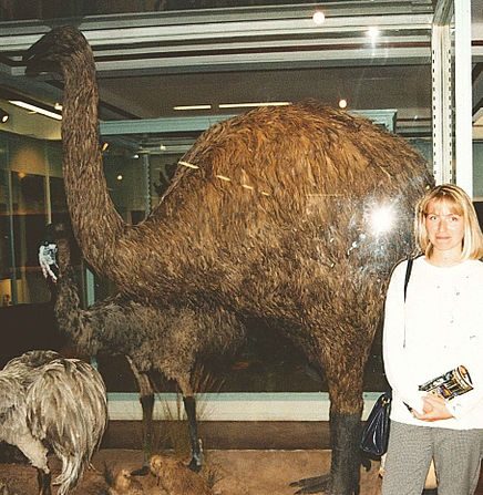 Oiseau géant Reconstitution d'Aepyornis Pietermaritzburg (Natal Museum) – Afrique du Sud. Wikipédia de Eric France