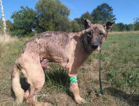 L'éleveuse de chiens de 38 ans a été condamnée par le tribunal correctionnel de Chalon-sur-Saône à 2 ans d'emprisonnement, dont un ferme. (Capture d’écran Facebook Maïssane Ouzzahra)