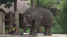 Le martyre des éléphants dressés pour balader les touristes